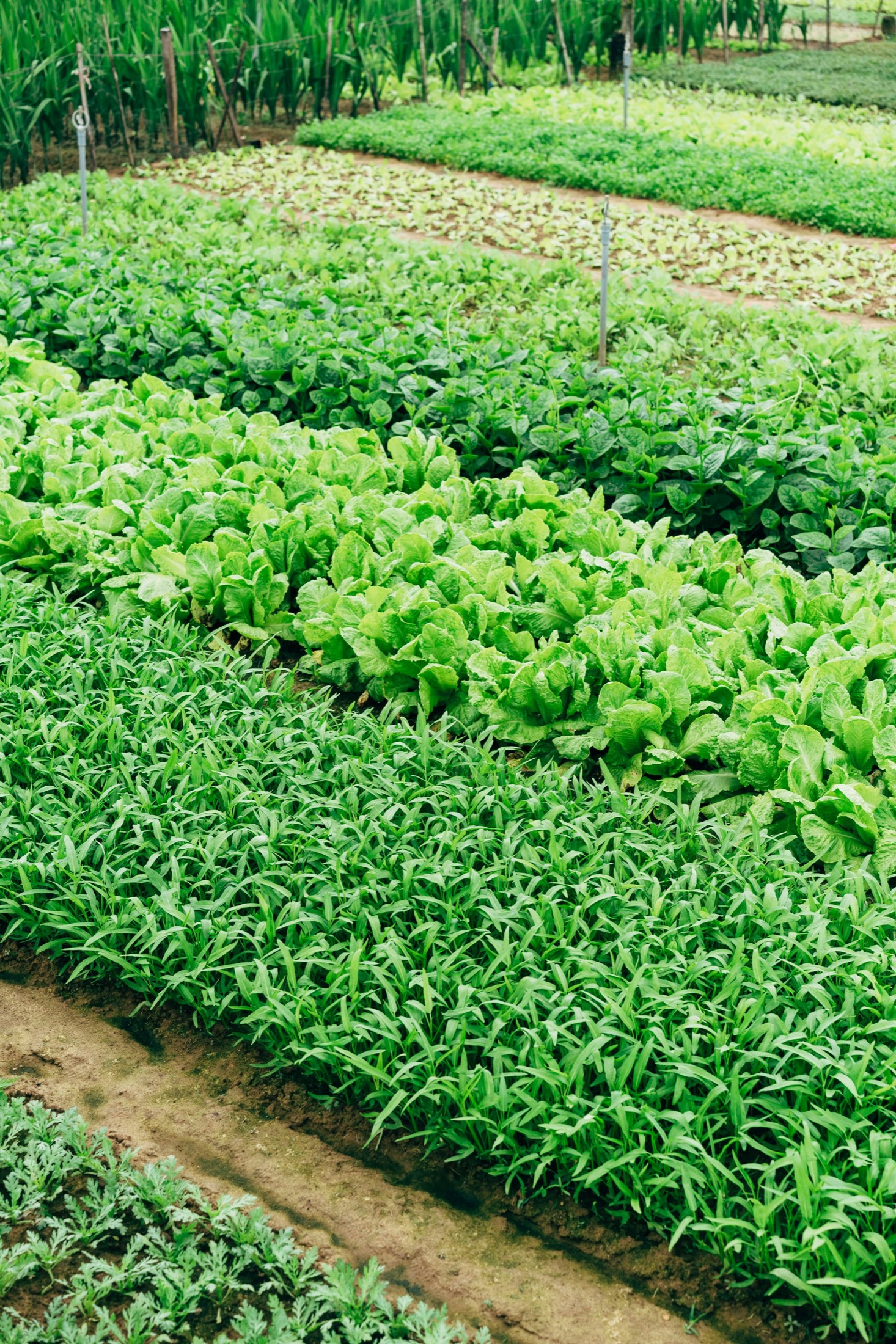 Rows of fresh vegetables growing at the Dokimos farm in Verulam